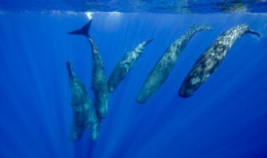 ‘Wonderful nets’ of blood vessels protect dolphin and whale brains during dives