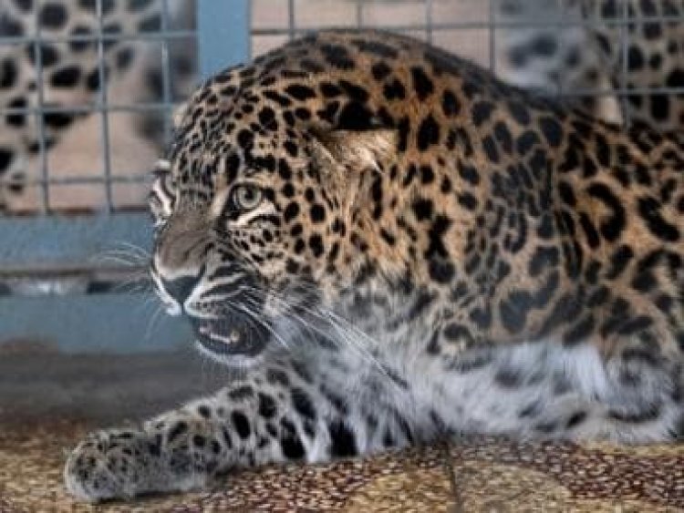 Viral video: Leopard spotted roaming near IIT-Bombay campus