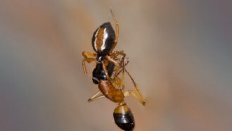 This spider literally flips for its food
