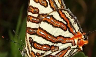 World Habitat Day 2022: History, significance and theme; all you need to know