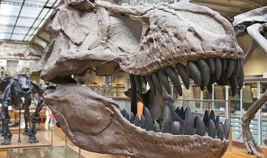 Toys for the rich: Do multimillion-dollar dinosaur auctions erode trust in science?