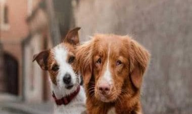 World Animal Day 2022: History, significance and all you need to know