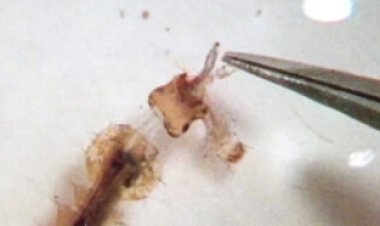 Video captures young mosquitoes launching their heads to eat other mosquitoes