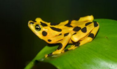 Losing amphibians may be tied to spikes in human malaria cases