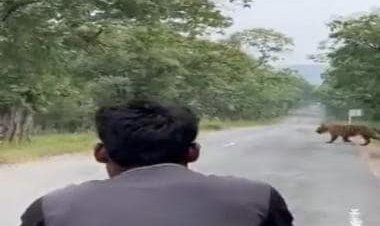 Watch: Tourists follow tiger to snap photographs in MP’s Panna Tiger Reserve
