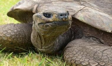 Guinness World Record: 190-year-old tortoise Jonathan is world’s oldest living tortoise
