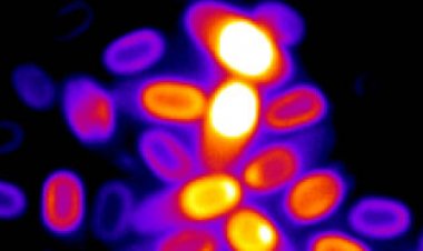 How dormant bacteria spores sense when it’s time to come back to life