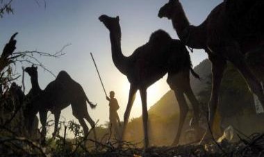 Viral: Man walks with camel and orders French fries at fast food drive-through