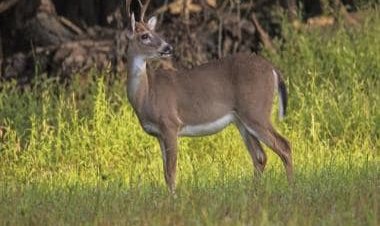 Watch: Deer narrowly survives sudden attack by alligator while drinking water from river