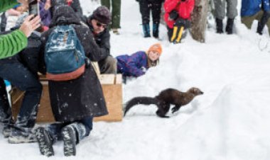 Tree-climbing carnivores called fishers are back in Washington’s forests