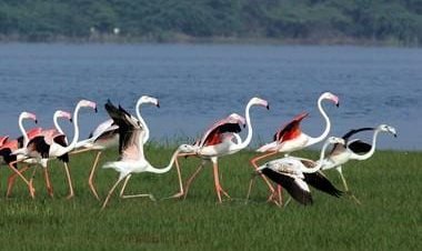 World Migratory Bird Day 2022: History, significance and all you need to know