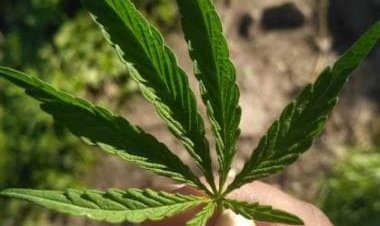 Medicinal Cannabis: What is traditional significance of hemp plant, how it contributes to wellness