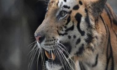 The killing of ‘man-eater’ of Champaran, India’s controversial hunter, and the complexities of tiger conservation