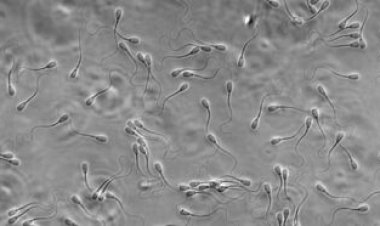 Cooperative sperm outrun loners in the mating race
