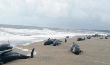 Now 500 pilot whales die in New Zealand: What are mass strandings?