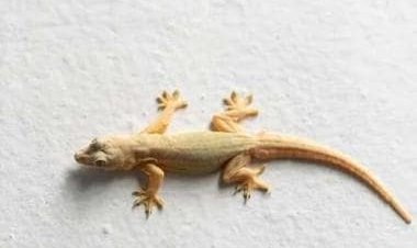 5 home remedies to keep lizards at bay