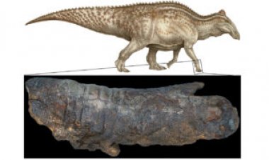 Dinosaur ‘mummies’ may not be rare flukes after all