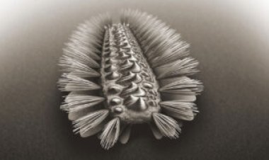 This ancient worm might be an important evolutionary missing link