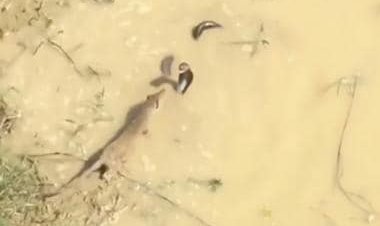 Viral video: King cobra and Indian grey mongoose engage in fierce fight