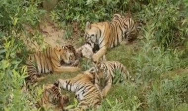 Watch: Tigress enjoys meal with cubs in adorable video, internet says humans needs to learn from them