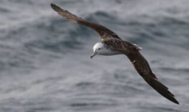 Some seabirds survive typhoons by flying into them