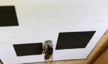 Honeybees order numbers from left to right, a study claims