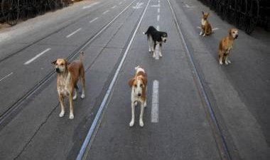 Noida baby dies after street dog attack: Why do strays become feral and how can they be tamed?