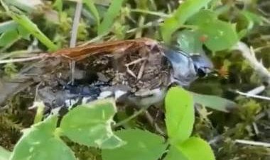 Neuro-parasite makes dead insect walk after taking control of its brain, internet shocked