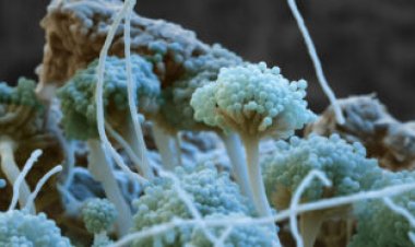 How fungi make potent toxins that can contaminate food