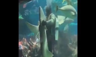 Man dances with shark inside lifesize aquarium, video goes viral