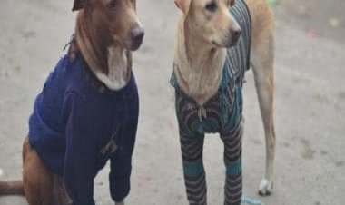 Kukur Tihar 2022: Do you know people in Nepal worship dogs during Diwali? Read details