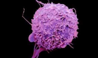 Need a fall read? ‘The Song of the Cell’ offers tales from biology and history