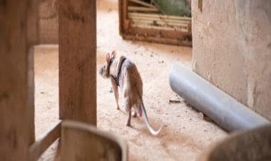 Rats to the Rescue: How a Belgian non-profit company is training rodents to save lives