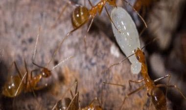 From cinnamon to pepper: Use these home remedies to get rid of ants