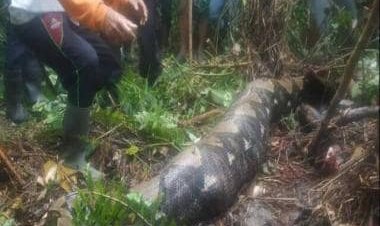 52-year-old woman swallowed by 22-foot-long python in Indonesia