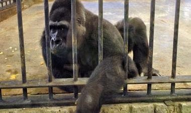 The heartbreaking tale of Bua Noi: The world’s saddest gorilla who won’t be let out of a zoo
