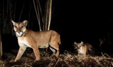 Mountain lions pushed out by wildfires take more risks
