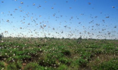 Insect swarms might generate as much electric charge as storm clouds