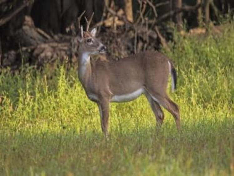 Watch: Deer narrowly survives sudden attack by alligator while drinking water from river