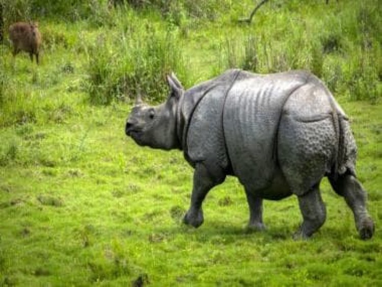 Watch: Rhino hit by truck in Assam’s Haldibari; CM Himanta Biswas condemns