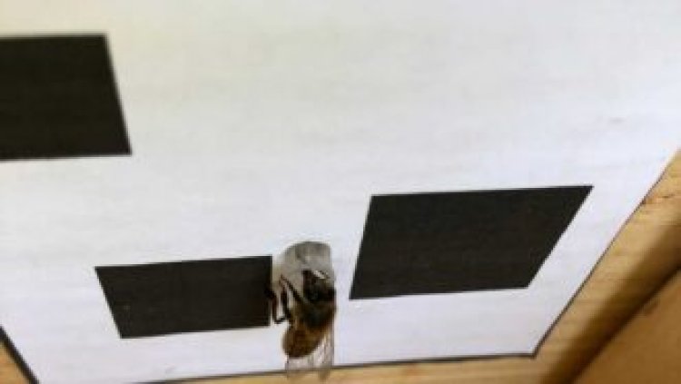 Honeybees order numbers from left to right, a study claims