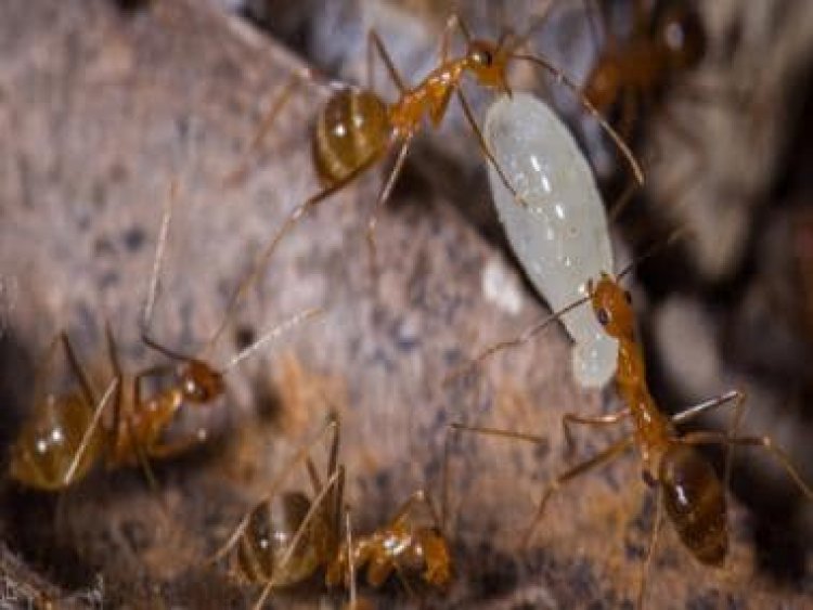 From cinnamon to pepper: Use these home remedies to get rid of ants