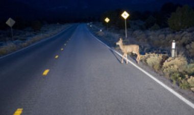 Deer-vehicle collisions spike when daylight saving time ends
