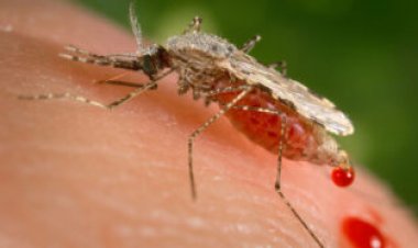 A major malaria outbreak in Ethiopia came from an invasive Asian mosquito