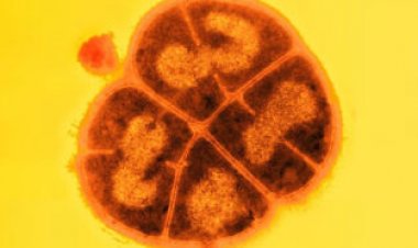 Ancient bacteria could persist beneath Mars’ surface