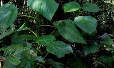 The ‘suicide plant’: The story of growing the ‘world’s most dangerous shrub’ in a home garden