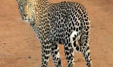 WATCH: Leopard creates havoc in Karnataka residential society; netizens say its humans who have taken over habitat