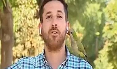 Viral video: Parrot flies away with journalist's earphone during live reporting