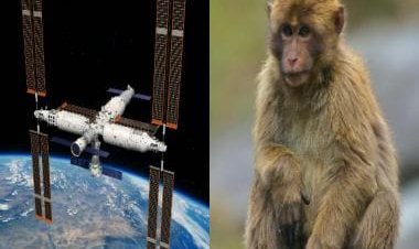China plans to send monkeys to the Tiangong space station to study how they reproduce in space