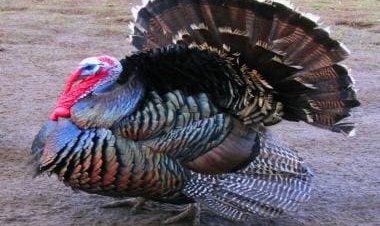 Turkey bird shows excellent leadership skill to help his flock cross busy road; Harsh Goenka reacts